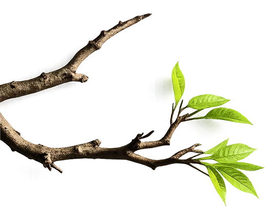 left_branch